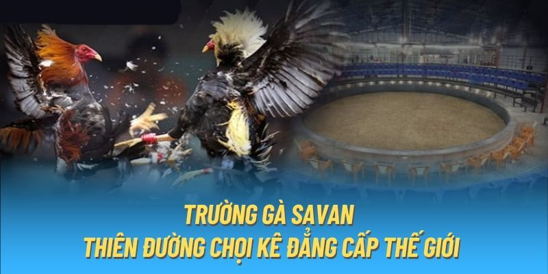 Chiến Lược Đặt Cược Hiệu Quả Tại Trường Gà Savan